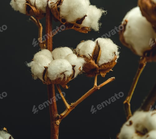 Preview: Cotton Flowers On A Black Background Close-Up