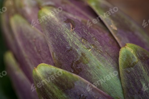 Preview: Fresh Raw Italian Artichokes On Wooden Background