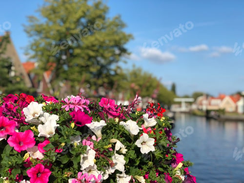 Preview: Flowers Around A Canal In Joure, Friesland The Netherlands