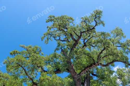Preview: Tree Textures Against Blue Sky.