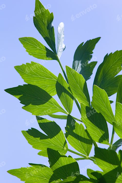 Preview: Levisticum Officinale
