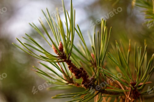 Preview: Pine Twig And Green Needle On Abstract Background For Christmas Decoration.