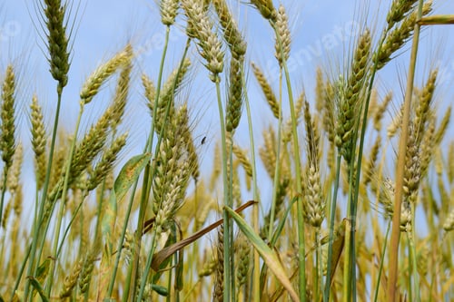 Preview: Ripening Rye On The Field In Early Summer
