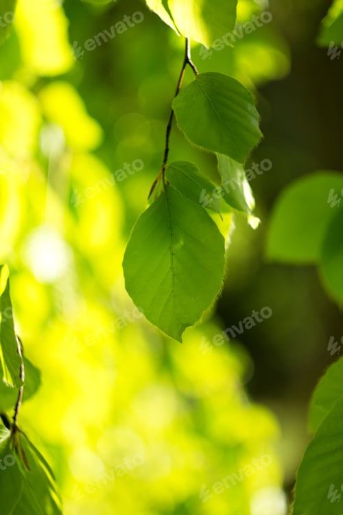 Preview: Beech Leaf Twig, Green Spring And Summer Background, Summer Park, Oak Branch.