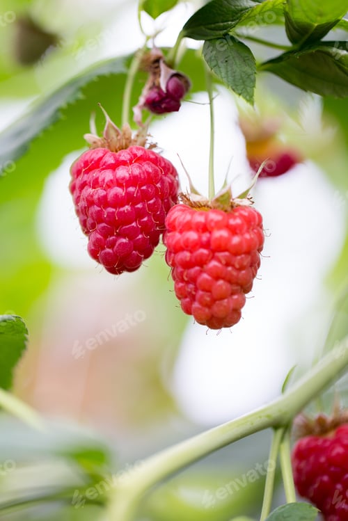Preview: Eco Raspberry Ripe Close Up In The Garden.