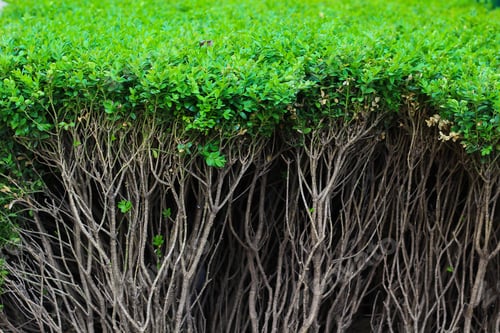 Preview: Shrub Root System, Landscape Design And Landscaping Of The House Background