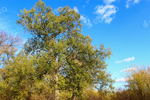 Preview: Yellow Trees In The Period Of Golden Autumn. Background