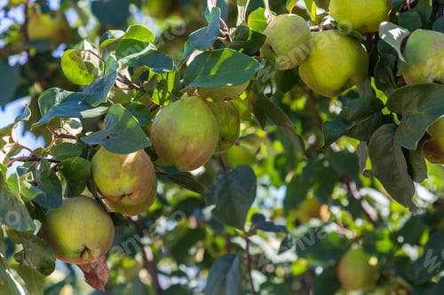 Preview: Young Garden Of Quince. Selective Focus With Blurred Background