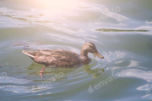 Preview: Female Mallard Duck. Portrait Of A Duck With Reflection In Clean Water. Toned Background.