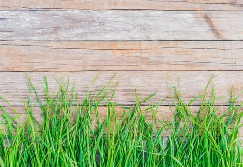 Preview: Fresh Green Spring Grass Over Wood Fence Background.