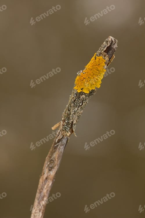 Preview: Moss And Lichen On Twig, Spring And Autumn Background.