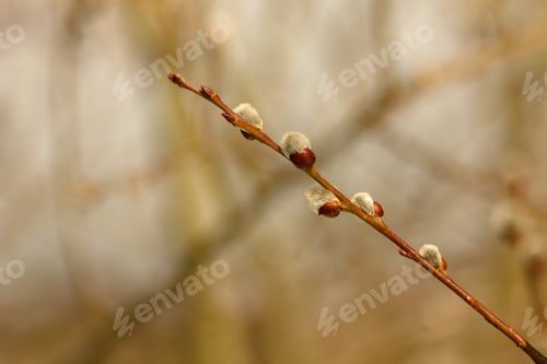 Preview: Spring Pussy Twigs, Buds And Blooms Spring On The Trees.