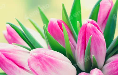 Preview: Spring Flowers. Tulip Bouquet On The Bokeh Background.