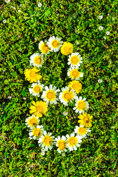 Preview: Flower Numbers, Number 8 Made Of Daisy Blossoms.