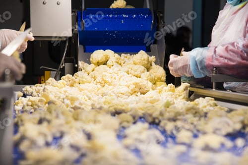 Preview: Cauliflower Is Cleaned, Washed, Dried And Frozen For Further Storage. Industrial Line For