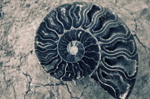 Preview: Antique Snail Shell Background