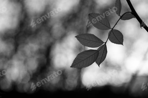 Preview: Spring Green Leaves Tree Twig In The Setting Sun, Bokeh Demonstration.