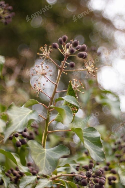 Preview: Hedera Helix - Poisonous Climbing Garden Plant In The Background.