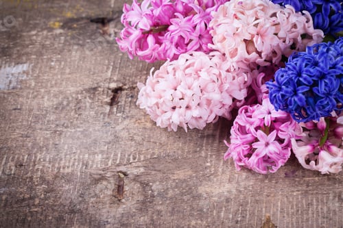 Preview: Background With Fresh Pink, Violet, Blue, Purple Hyacinths On Vintage Wooden Planks. Selective