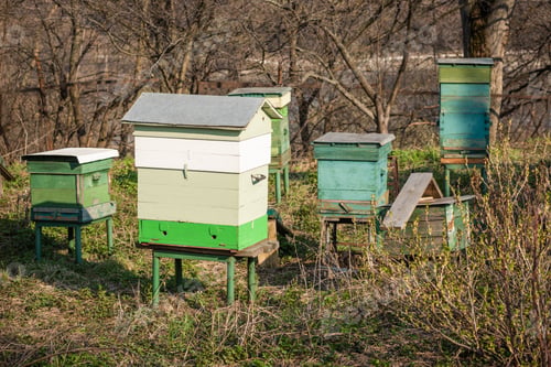 Preview: Small Apiary With Different Hives In The Spring