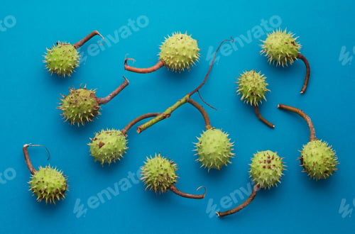 Preview: Green Chestnuts Over Bright Blue Background, Above View