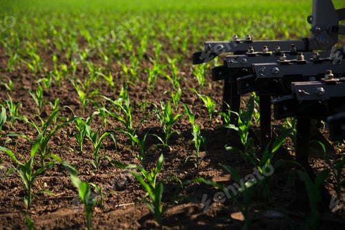 Preview: Rows Of Young Corn Shoots On A Cornfield