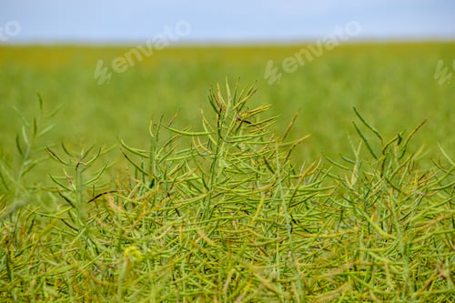 Preview: Ripening Canola On The Field In Early Summer