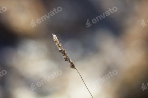 Preview: Frozen Flowers And Plants In Spring, In Beautiful Spring Light And Background Colors.