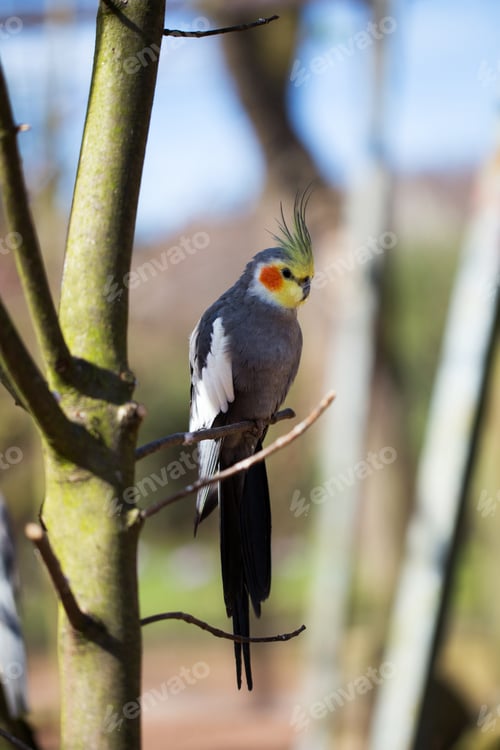 Preview: Parrot Portrait Of Bird. Wildlife Scene From Tropic Nature.