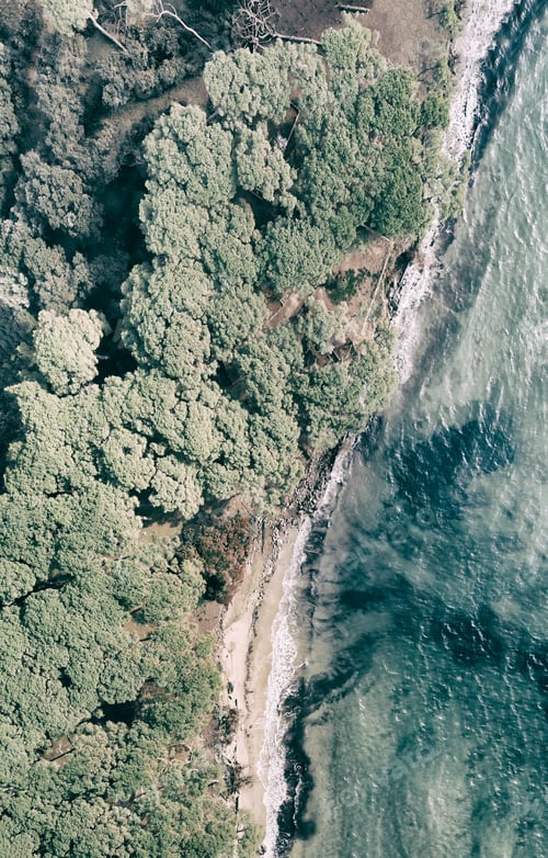 Preview: Aerial Panorama Of Pinewood Forest Along A Beautiful Coastline.