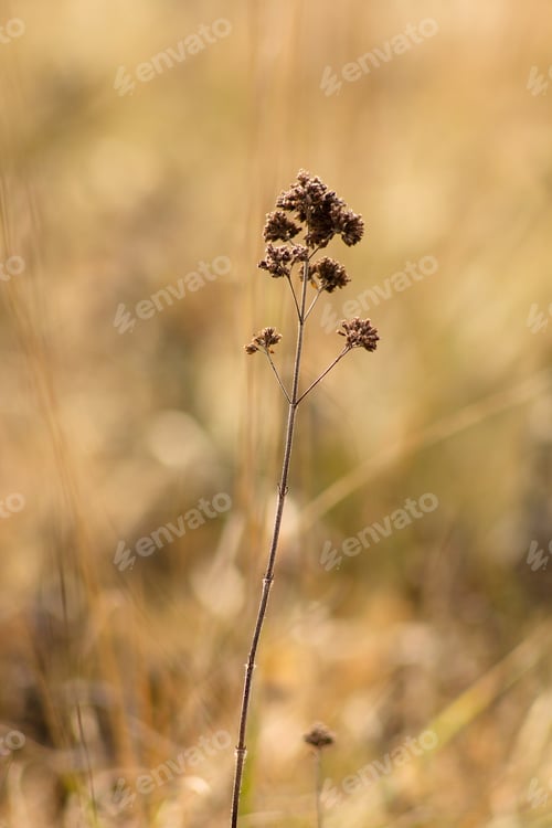 Preview: Dry Summer Flowers On A Meadow In Winter