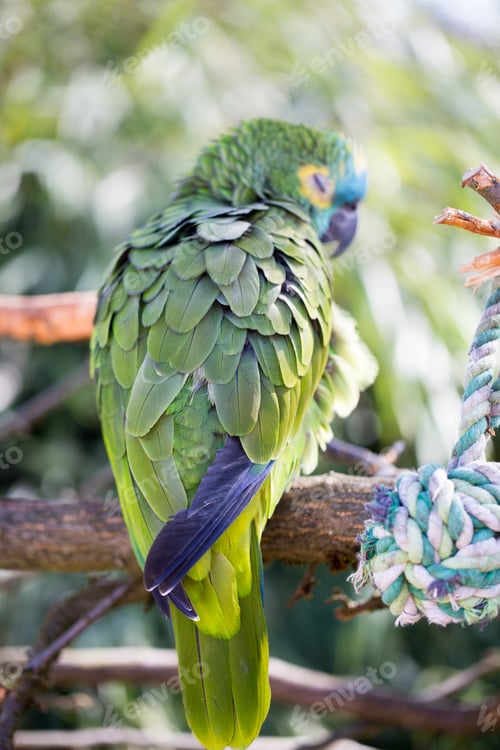 Preview: Parrot Portrait Of Bird. Wildlife Scene From Tropic Nature.