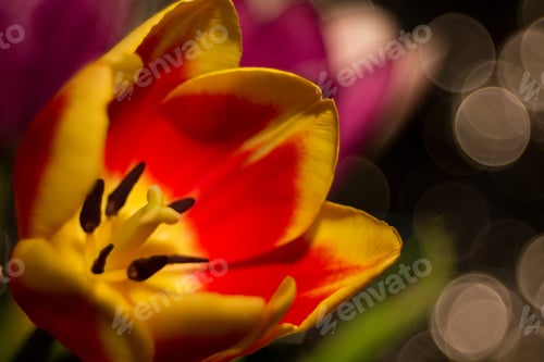 Preview: Red Yellow Tulip On A Dark Background With Reflections.