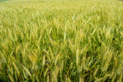 Preview: Ripening Rye On The Field In Early Summer