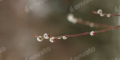 Preview: Spring Pussy Twigs, Buds And Blooms Spring On The Trees.