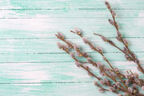 Preview: Willow Branches On Turquoise Painted Wooden Background. Selective Focus. Easter/Spring Background