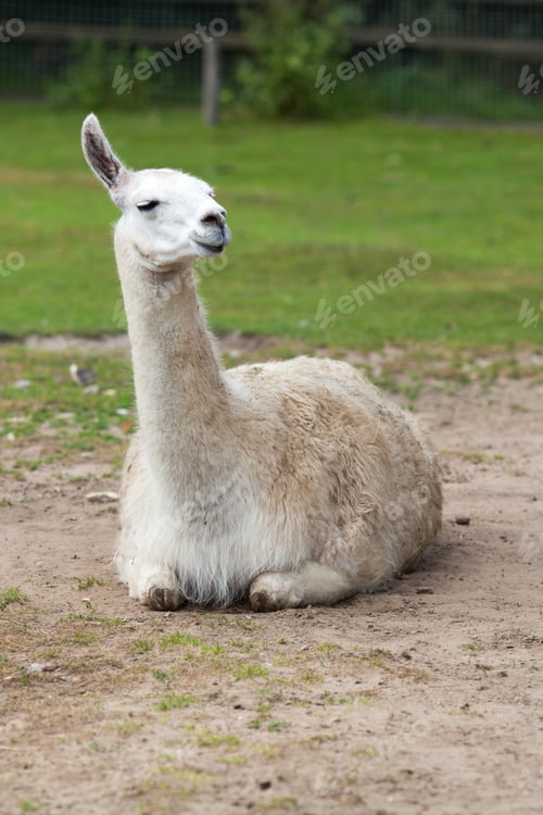 Preview: Llama Profile Portrait On The Wild Park.