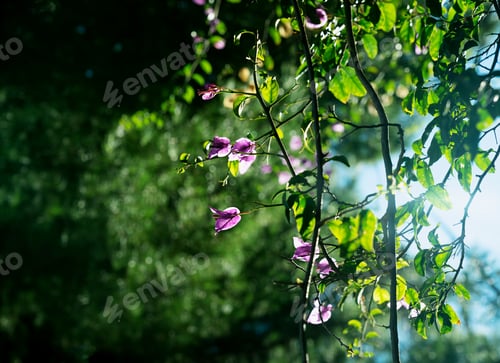 Preview: Vines Of Bougainvillea In The Park. Selective Focus On The Pink Flower