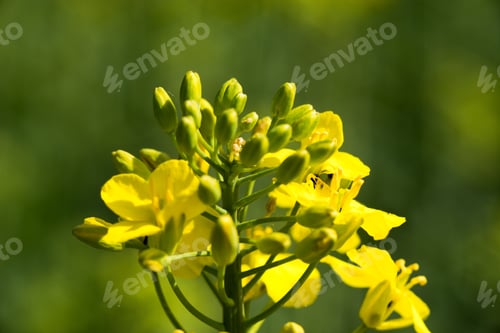 Preview: Rapeseed (Brassica Napus) Is A Crop Grown For Oilseeds, Used Mainly To Produce Oil.