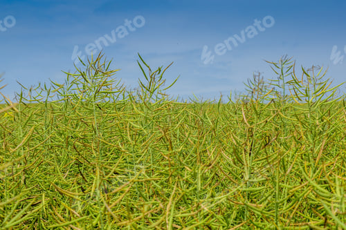 Preview: Ripening Canola On The Field In Early Summer