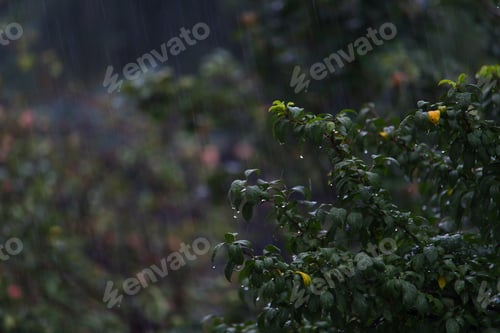 Preview: Leaves Of Trees In Rainy, Cloudy Weather On A Gloomy Evening
