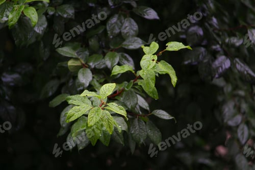 Preview: Leaves Of Trees In Rainy, Cloudy Weather On A Gloomy Evening
