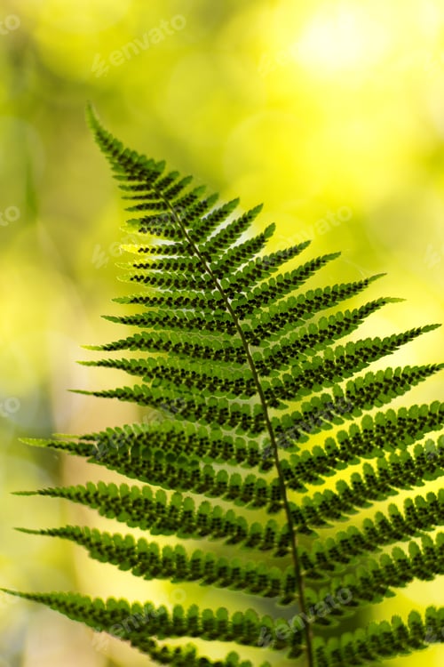Preview: Ferns (Polypodiophyta) Are A Detachment Of Sprue Vascular Plants, Or Pteridophyta, Whose