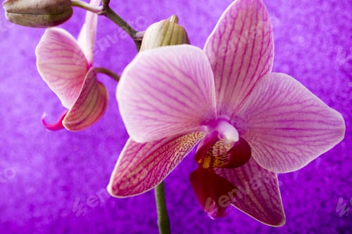 Preview: Pink Orchid With Buds. Greeting Card.