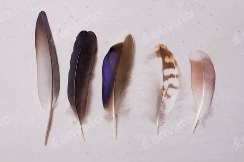 Preview: A Row Of Fluffy Tender Pockmarked Feathers And Feather Lies On A Light Gray Modern Background. The