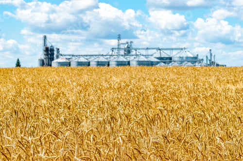 Preview: Field Of Ripe Wheat And Elevator Silos On The Background