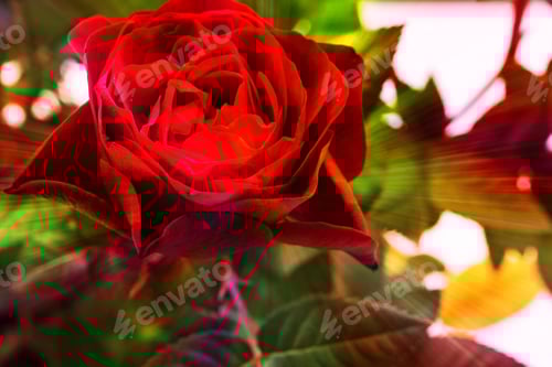 Preview: Aromatic Red Roses Potted In Plastic Planter On A Table. Flower Pot With Mini Roses On White Boards