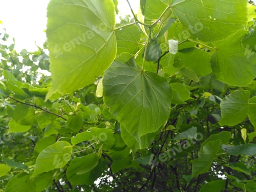 Preview: Large-Leaved Lichen, Tilia Platyphyllos Scop. (Tilia Platyphyllos Scop.) Is A Stony Tree Reaching A