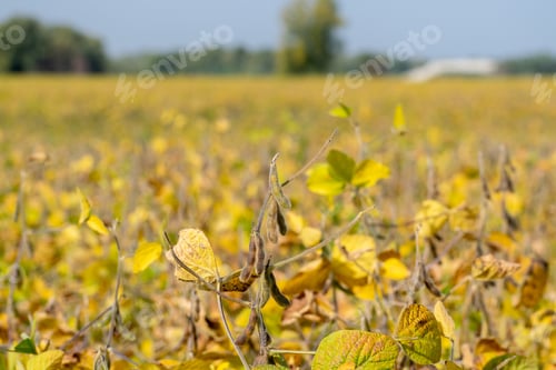 Preview: Ripe Soybean Field Ready For Harvesting
