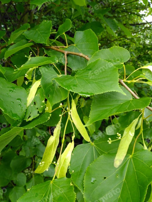 Preview: Large-Leaved Lichen, Tilia Platyphyllos Scop. (Tilia Platyphyllos Scop.) Is A Stony Tree Reaching A